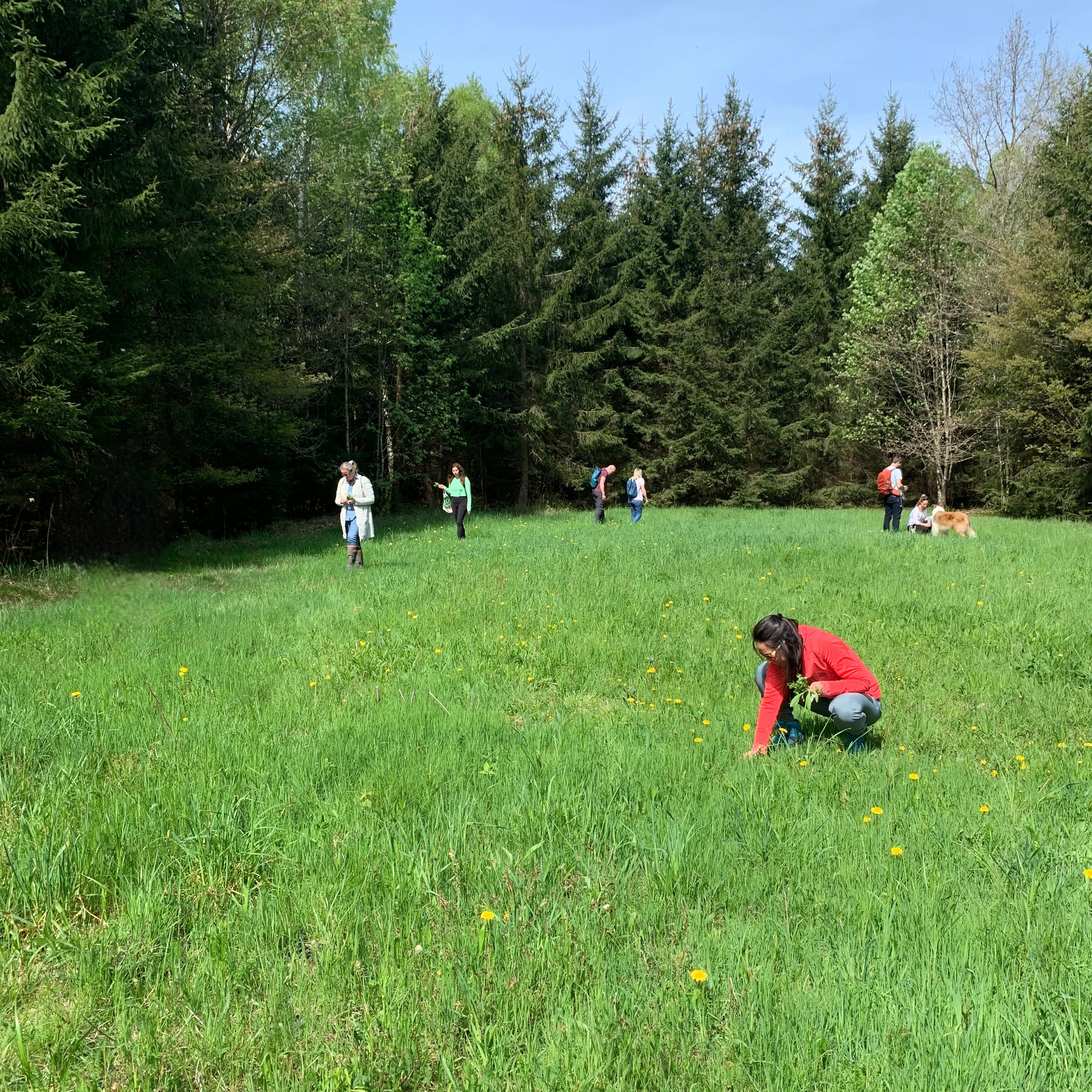 Wildkräuterwanderung München Holzkirchen