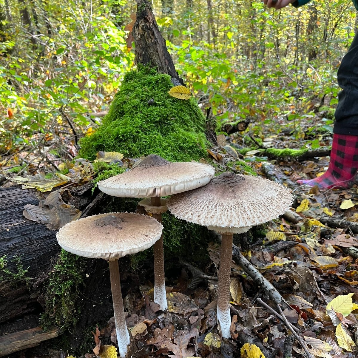 Pilzwanderung Berlin Rahnsdorf