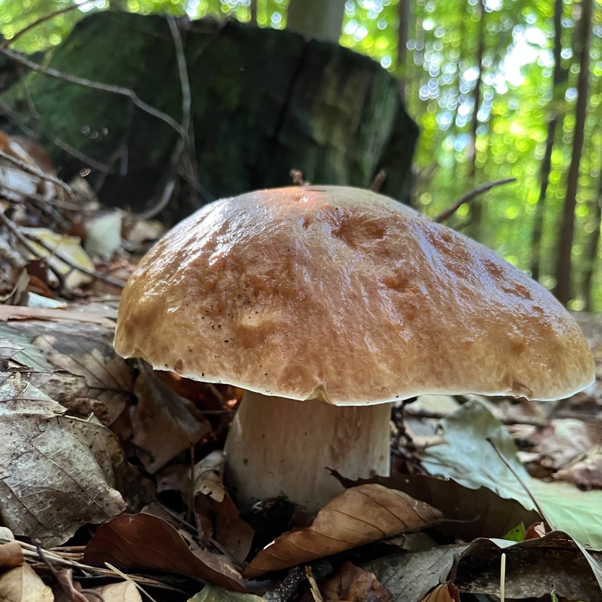 Pilzwanderung Berlin Rahnsdorf