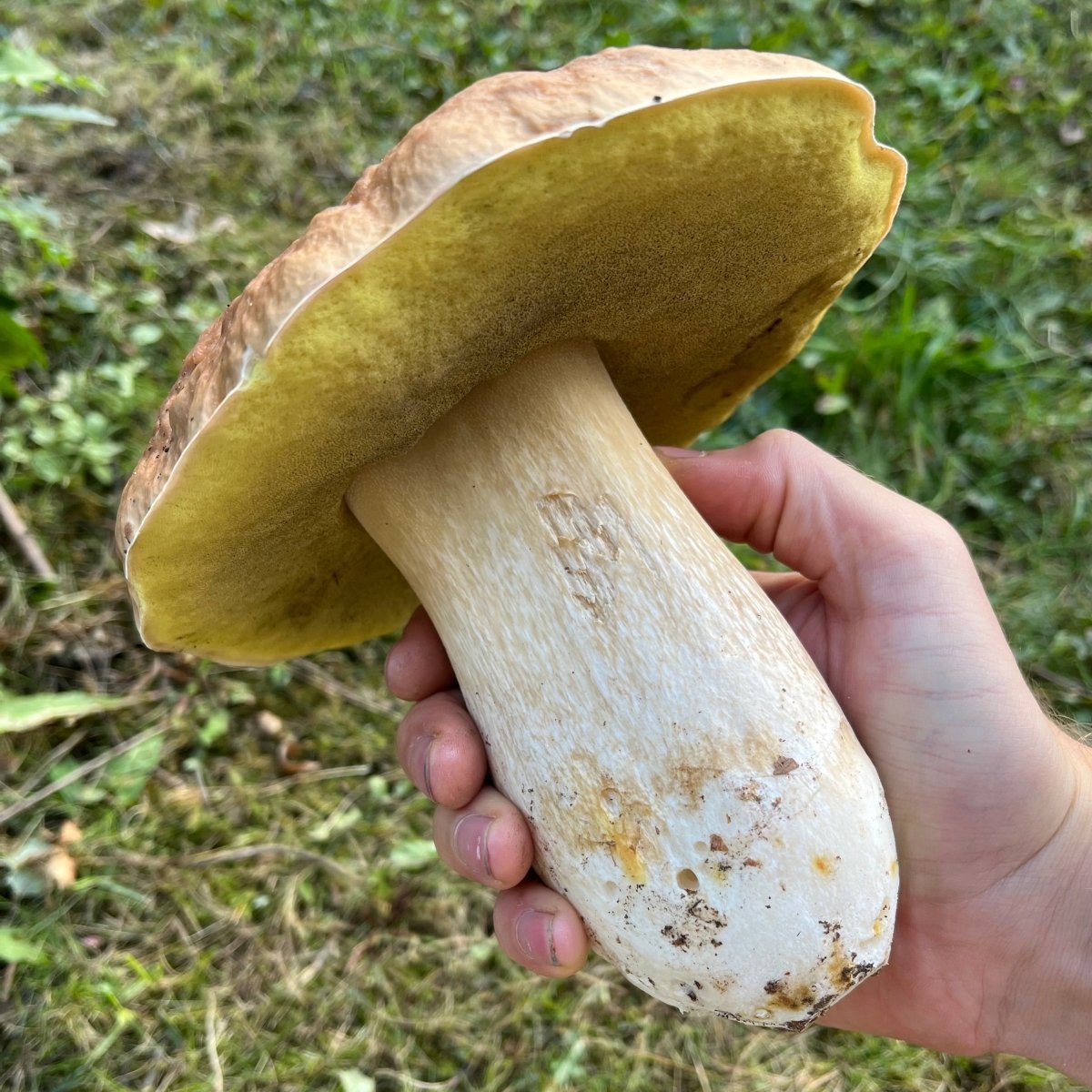 Pilzwanderung Lüneburger Heide