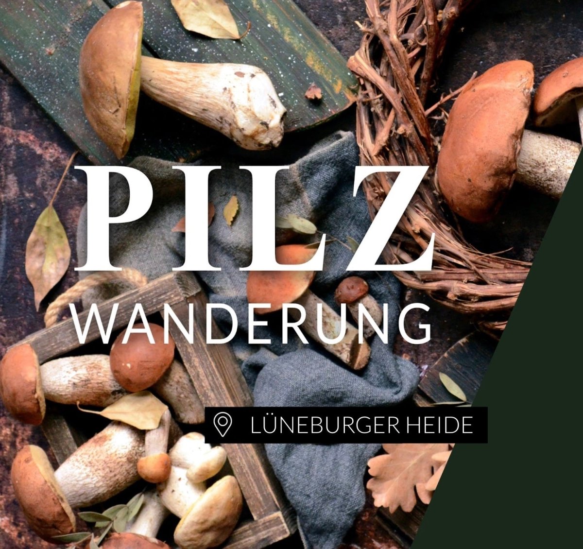 Pilzwanderung Lüneburger Heide