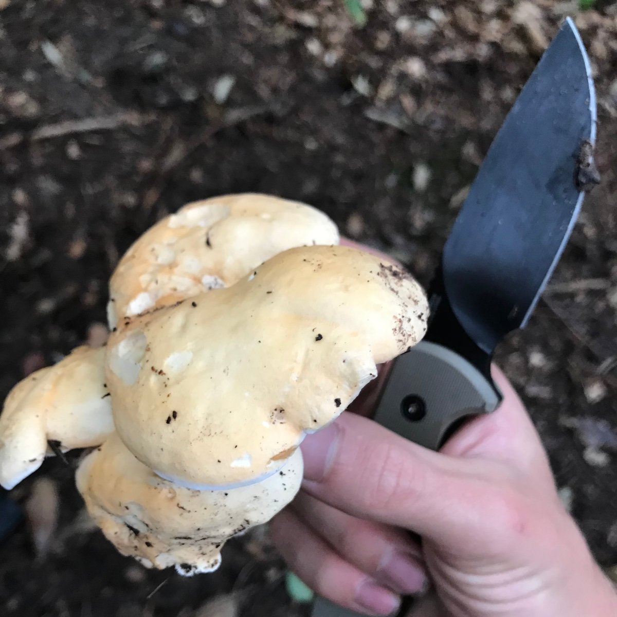 Pilzwanderung Lüneburger Heide