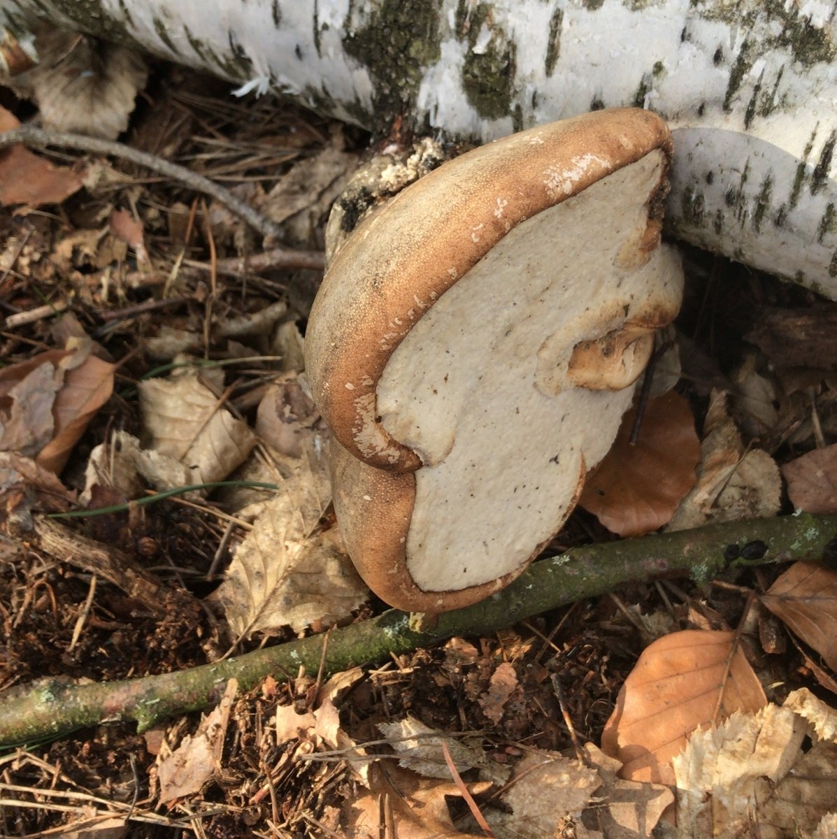 Vital- und Heilpilzwanderung Hamburg