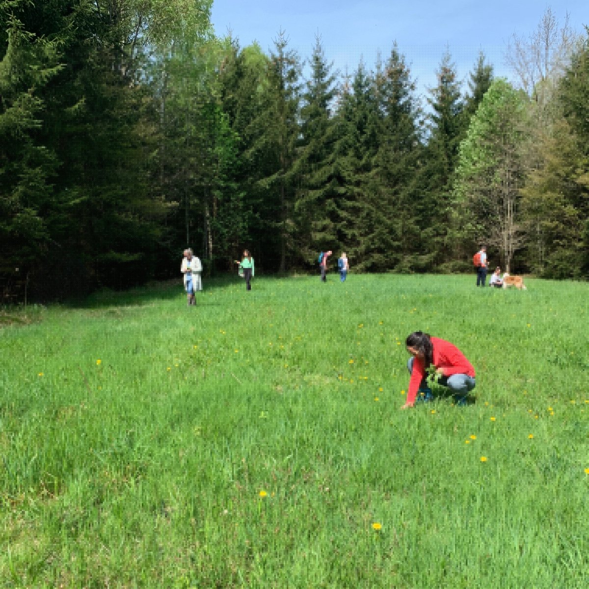 Wildkräuterwanderung Augsburg West