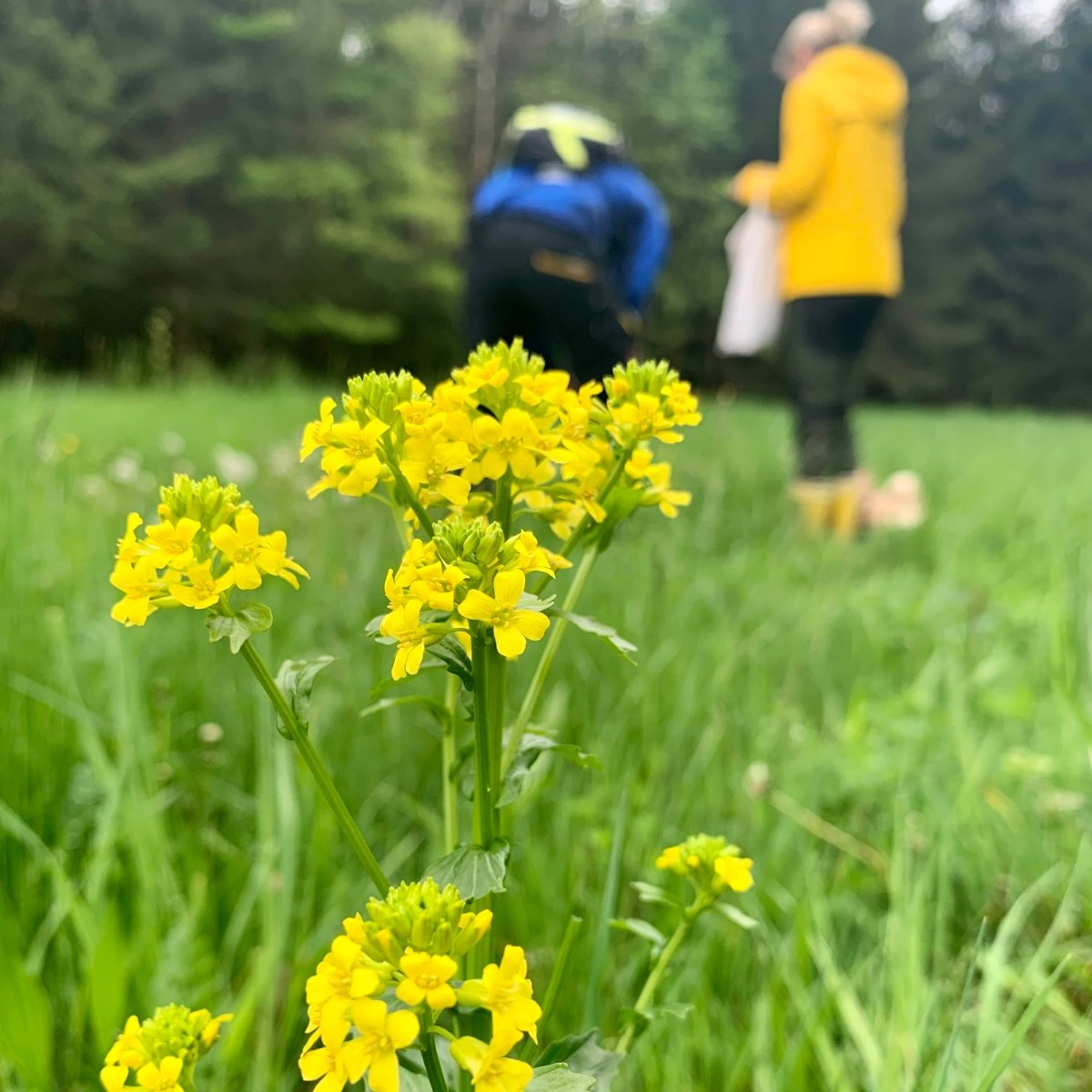 Wildkräuterwanderung Berlin Mühlenbecker Land