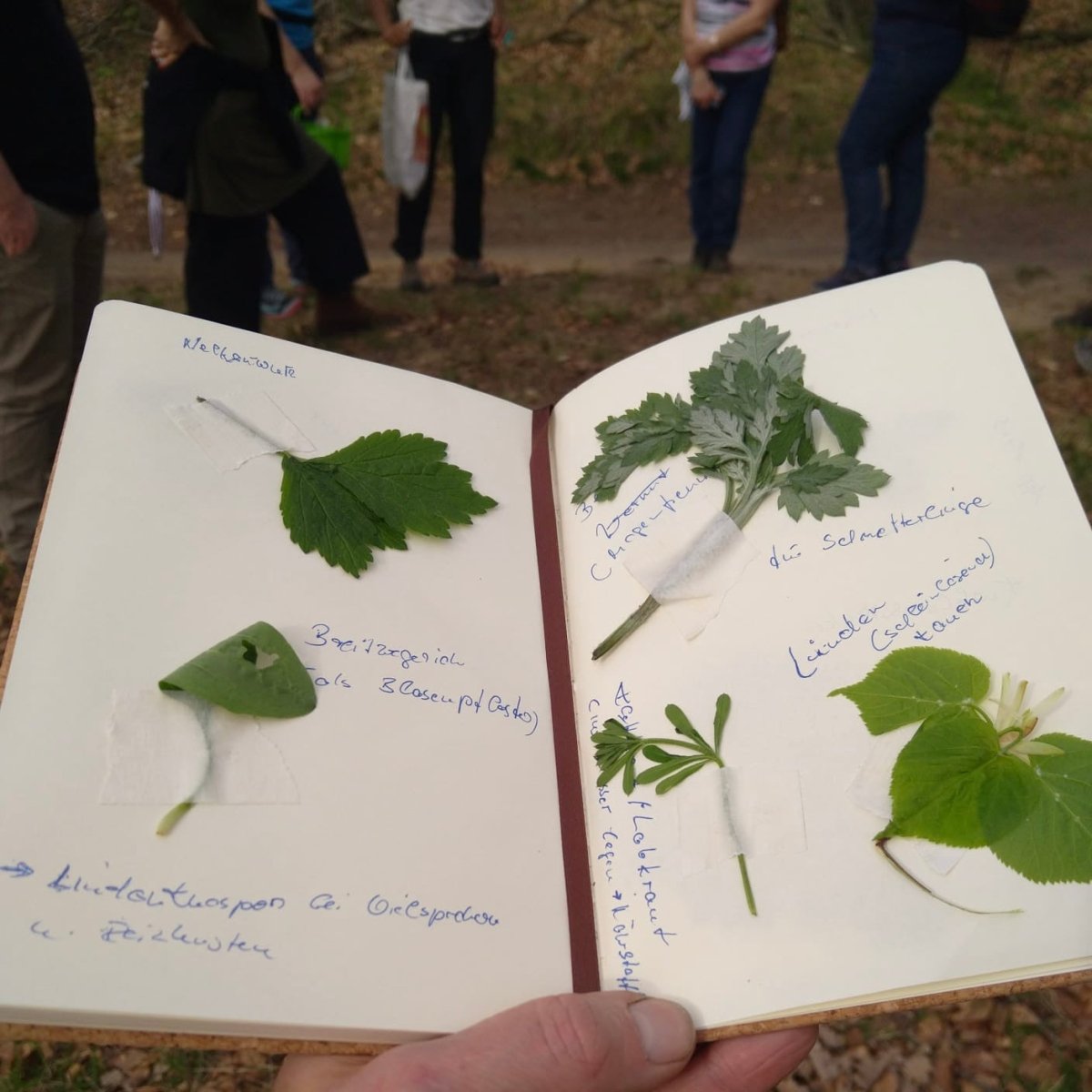 Wildkräuterwanderung Berlin Wannsee