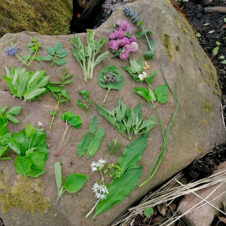 Wildkräuterwanderung Berlin Wannsee