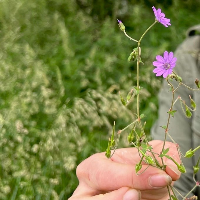 Wildkräuterwanderung Düsseldorf Hilden