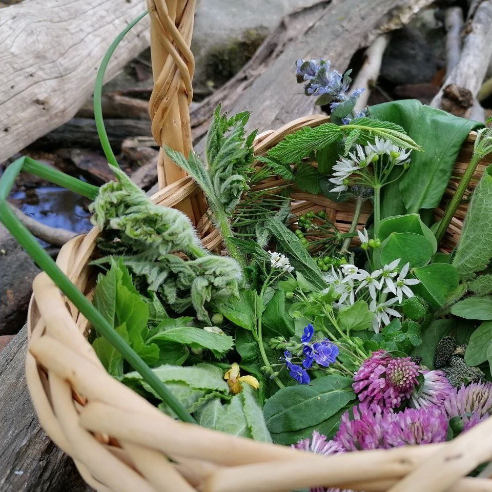 Wildkräuterwanderung Düsseldorf Hilden