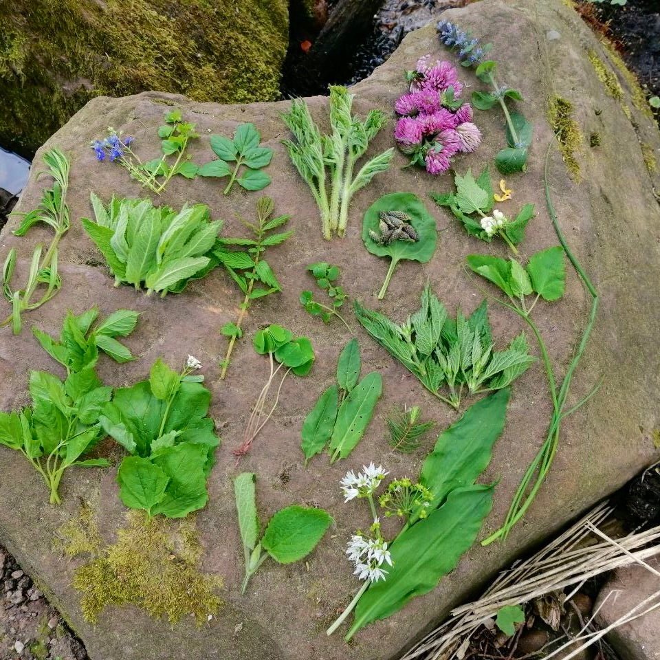 Wildkräuterwanderung Düsseldorf Hilden