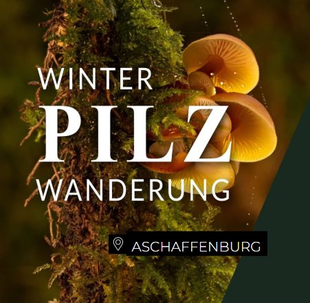 Winterpilzwanderung Aschaffenburg