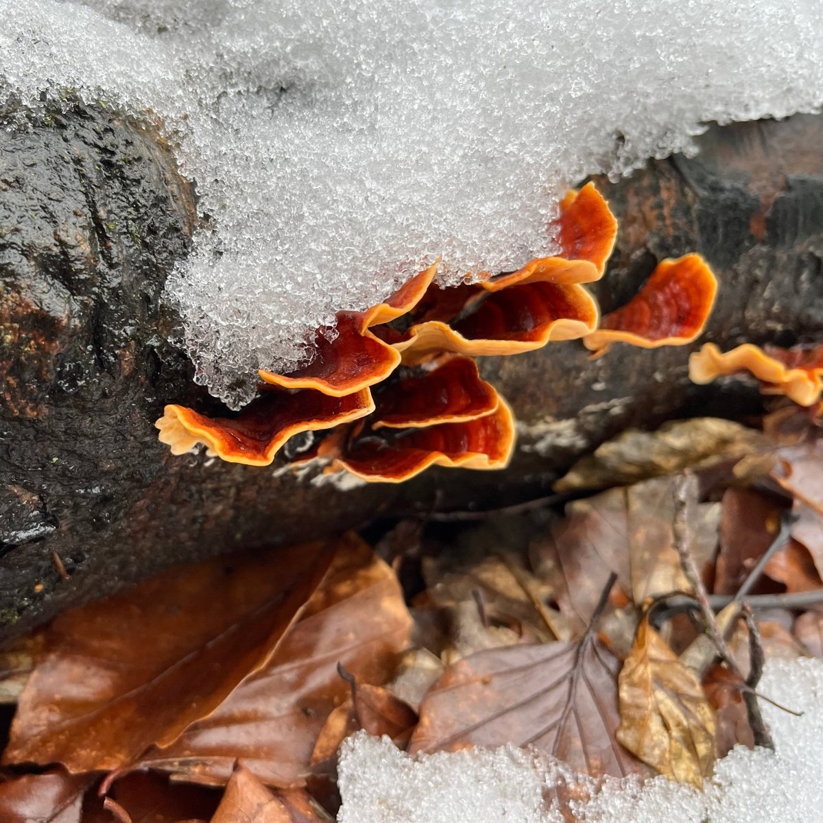 Winterpilzwanderung Berlin Grünau