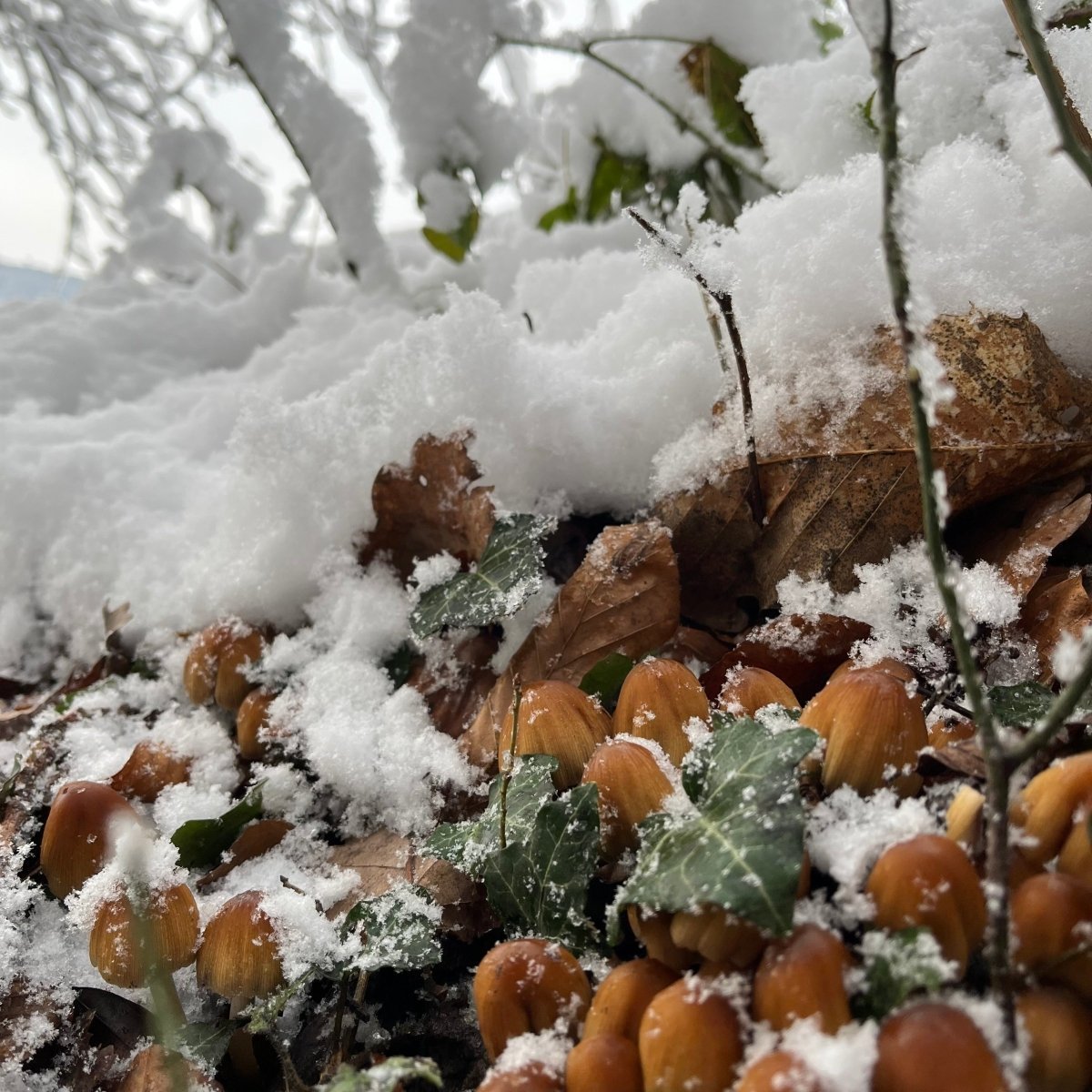 Winterpilzwanderung Berlin Grünau