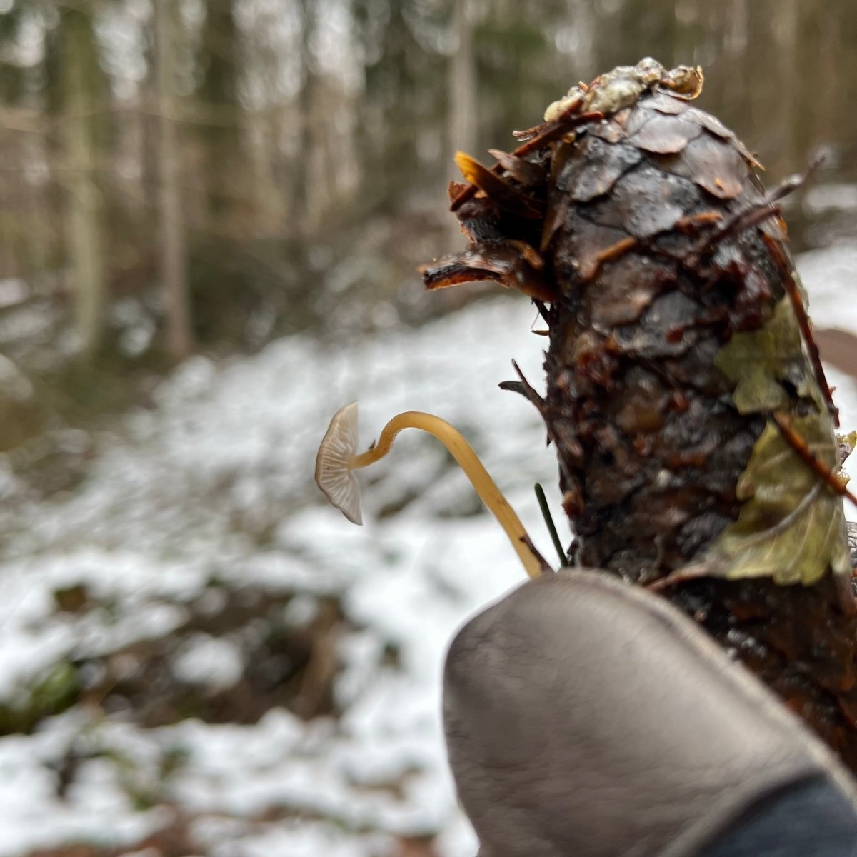 Winterpilzwanderung Berlin Grünau