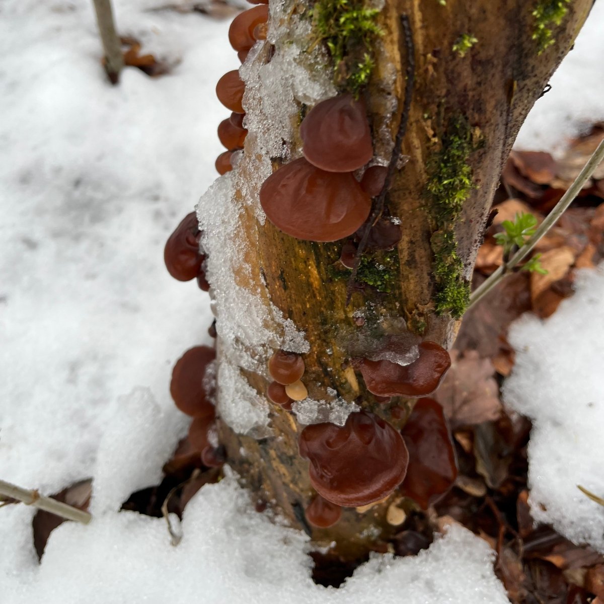 Winterpilzwanderung Berlin Wannsee