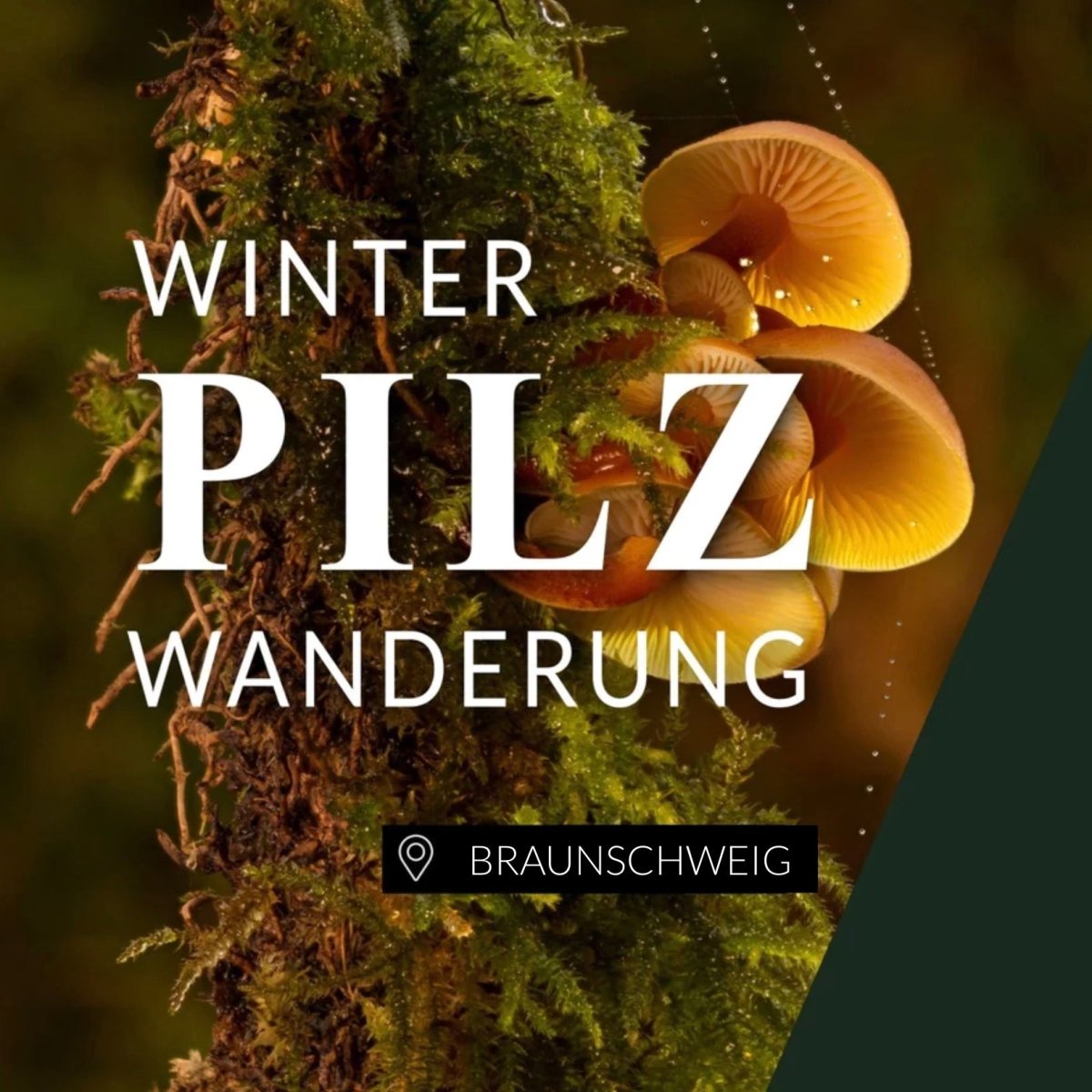 Winterpilzwanderung Braunschweig