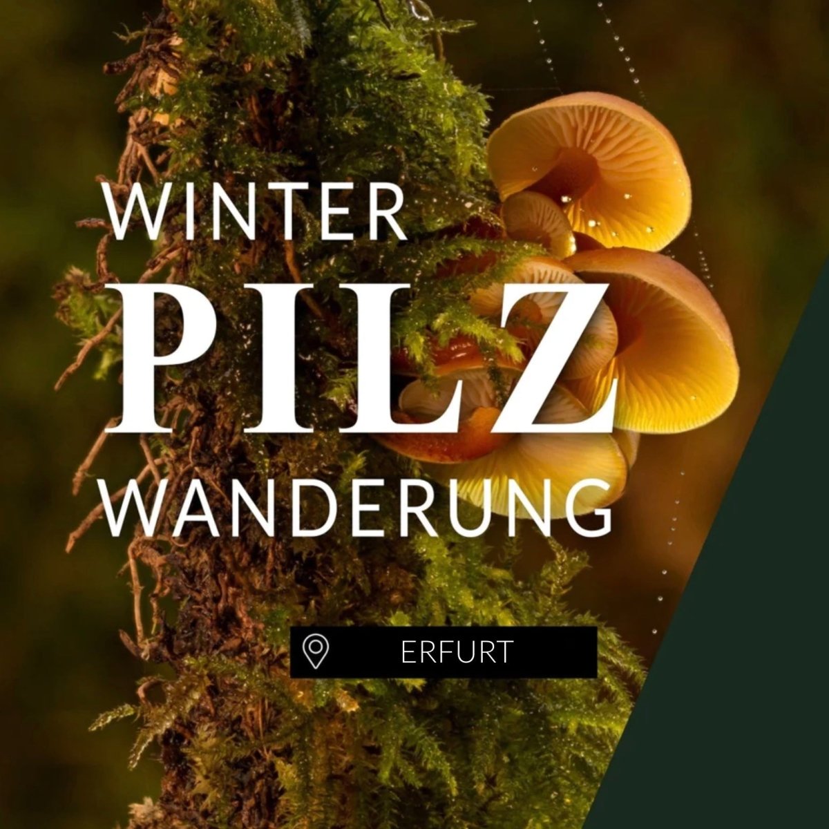 Winterpilzwanderung Erfurt