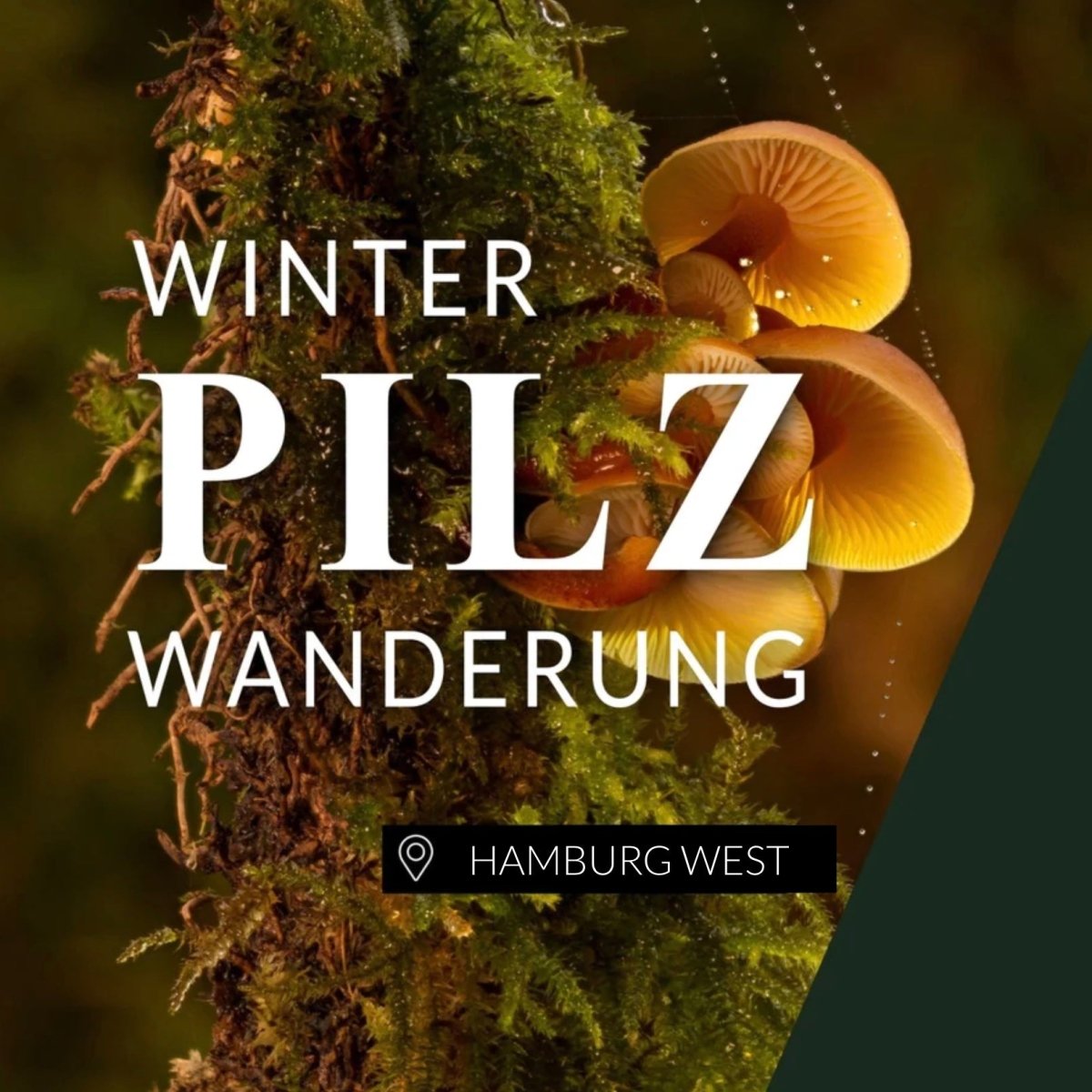 Winterpilzwanderung Hamburg West