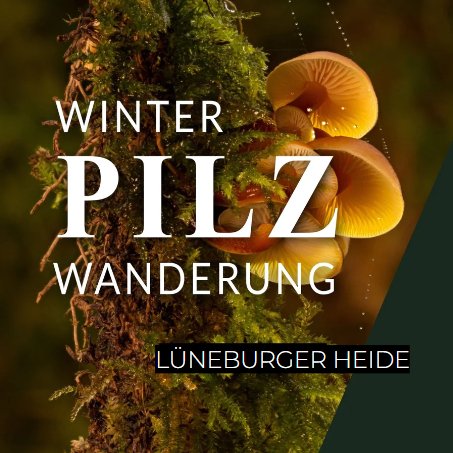 Winterpilzwanderung Lüneburger Heide