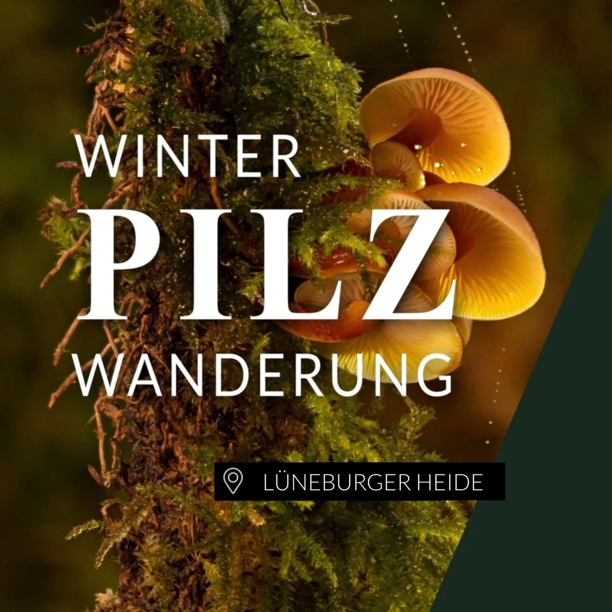 Winterpilzwanderung Lüneburger Heide