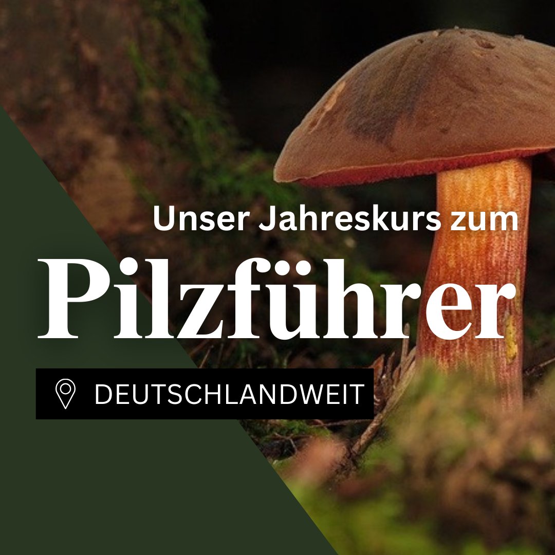 Zertifikatslehrgang Pilzführer