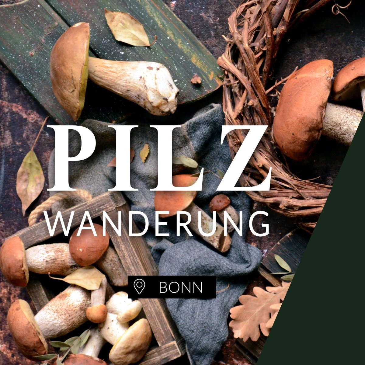 Pilzwanderung Bonn West