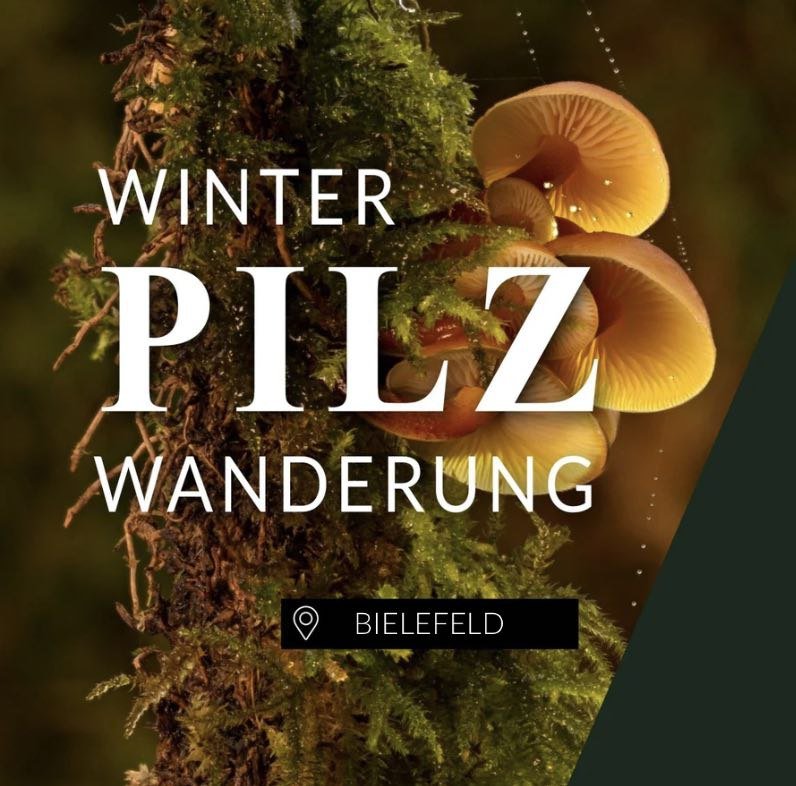 Winterpilzwanderung Bielefeld