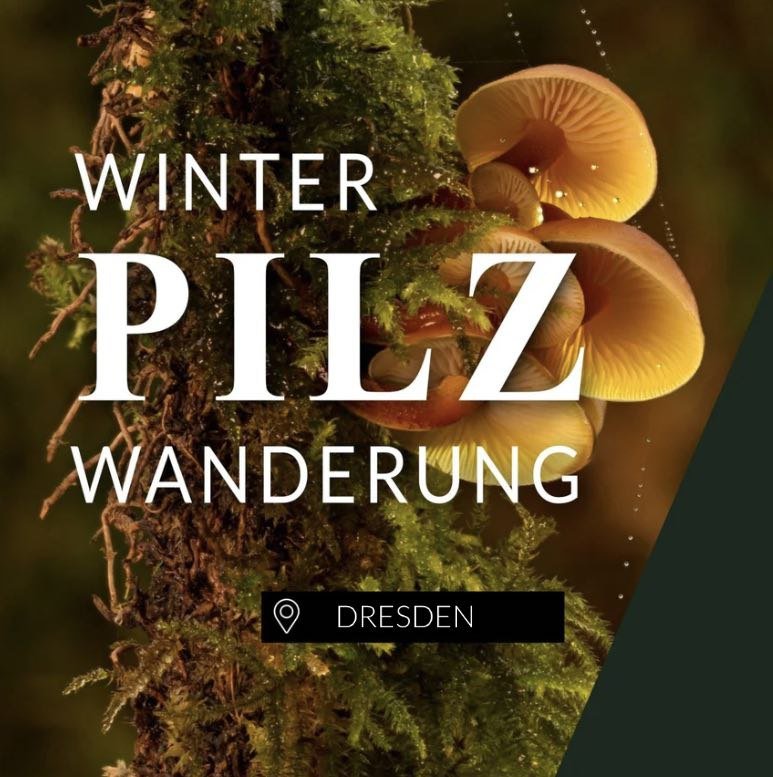 Winterpilzwanderung Dresden