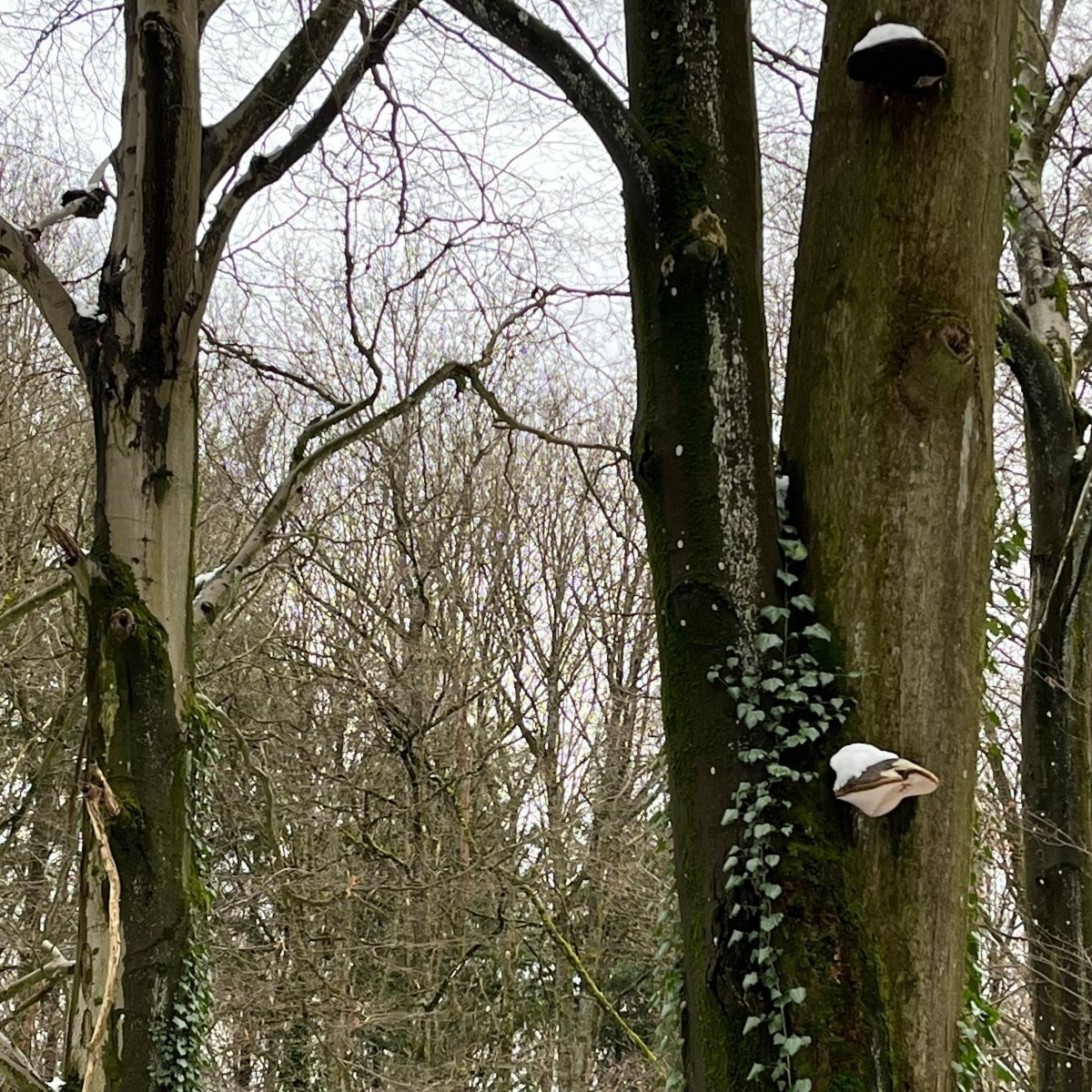 Winterpilzwanderung Köln