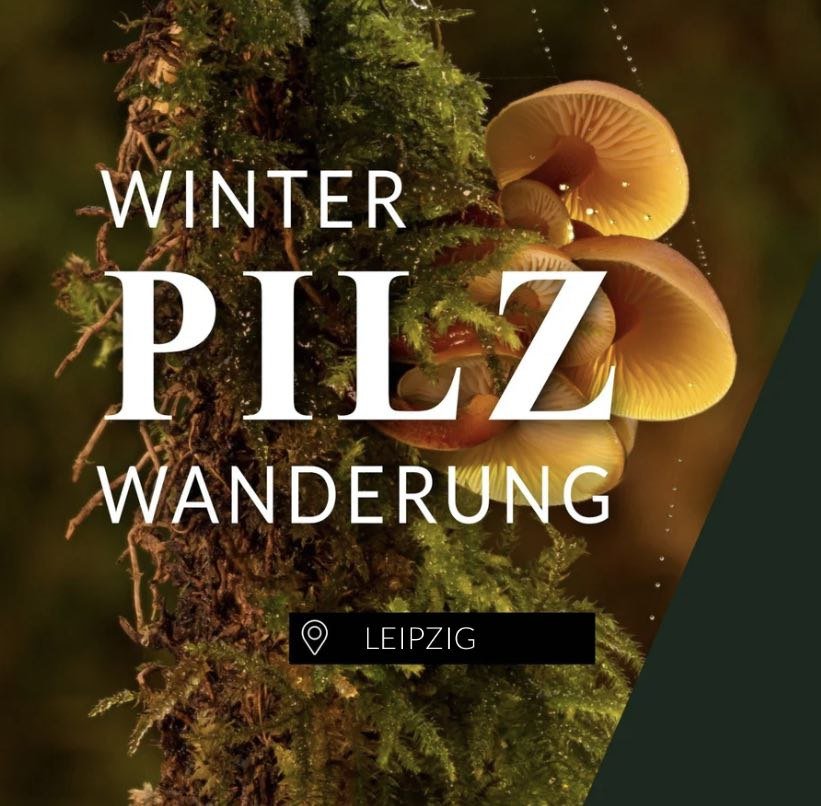 Winterpilzwanderung Leipzig