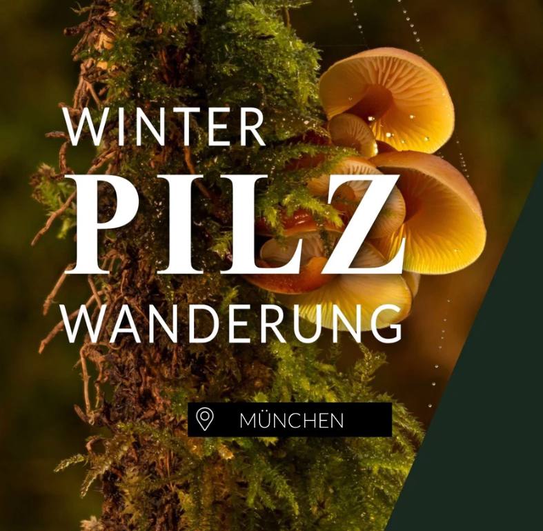 Winterpilzwanderung München Neuried